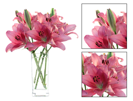 Bouquet Flores Imperial - Entrega de Flores Arranjos Bouquets Cestos Floristas Loja de Flores