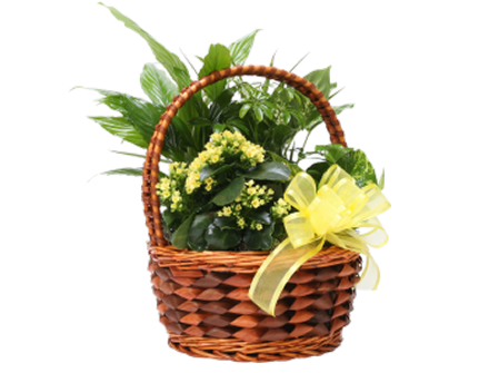 Cesta de Plantas Solarenga - Entrega de Flores Arranjos Bouquets Cestos Floristas Loja de Flores