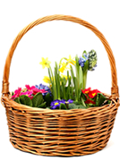 Loja de Flores - Entrega de Flores - Floristas Online - Cestas de Flores - Cesta de Plantas Variadas
