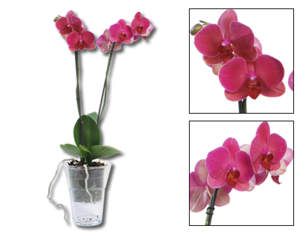 Orquídea Phalaenopsis Rosa em Vaso de Vidro - Entrega de Flores Arranjos Bouquets Cestos Floristas Loja de Flores