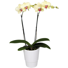 Loja de Flores - Entrega de Flores - Floristas Online - Melhoras - Orquídea Phalaenopsis Branca em Vaso de Vidro