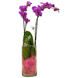 Orquídea Phalaenopsis com Embrulho - Entrega de Flores Arranjos Bouquets Cestos Floristas Loja de Flores