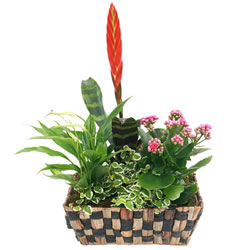 Loja de Flores - Entrega de Flores - Floristas Online - Aniversário - Cesta de Plantas Variadas
