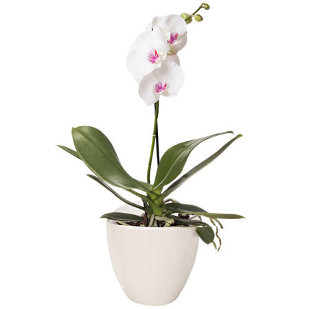 Orquídea Phalaenopsis Branca em Vaso de Vidro - Entrega de Flores Arranjos Bouquets Cestos Floristas Loja de Flores