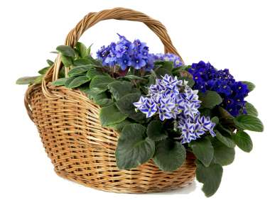 Cesta de Plantas Violetas - Entrega de Flores Arranjos Bouquets Cestos Floristas Loja de Flores